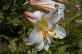 Lilium regale Flower (02/07/2016, Kew Gardens, London)