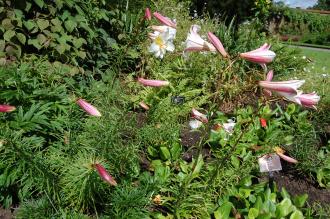 Lilium regale (02/07/2016, Kew Gardens, London)