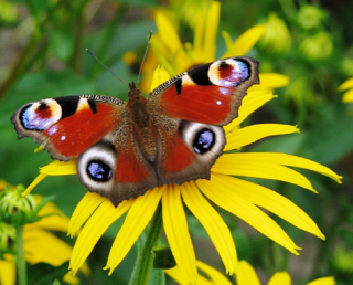 Big Butterfly Count 2016 + #Competition