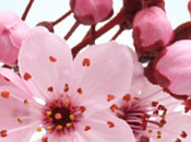 Japanese Cherry Blossom Fragrance