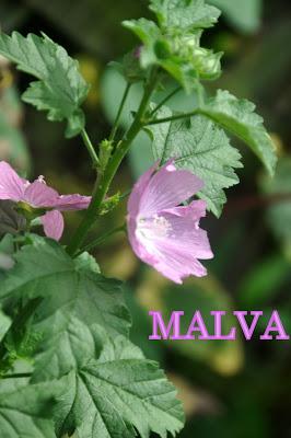 Meet Some Malvaceae