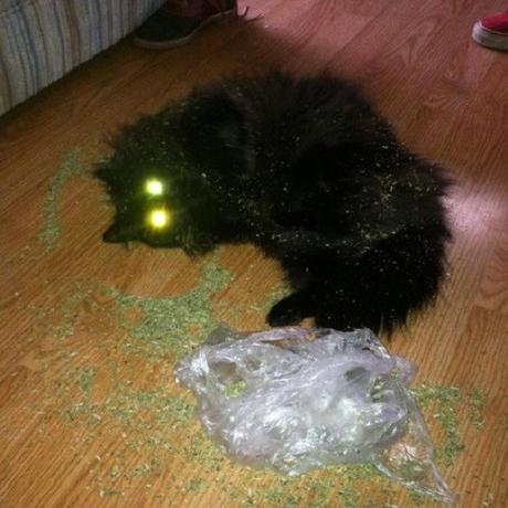 Top 10 Cats Who Have Had Enough Catnip