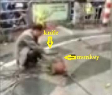 monkeys take revenge on keeper
