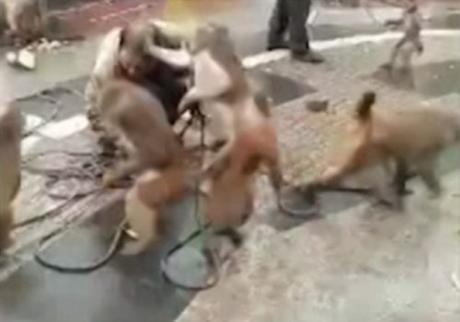 monkeys attack keeper