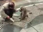 Monkeys Exact Revenge Attacking Abuses Them