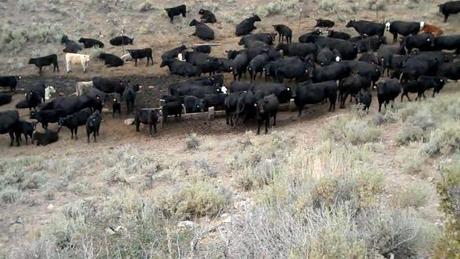 Agencies Fail to Identify, Track, Penalize, or Deter Unauthorized Livestock Grazing on Public Lands According to a New GAO Report