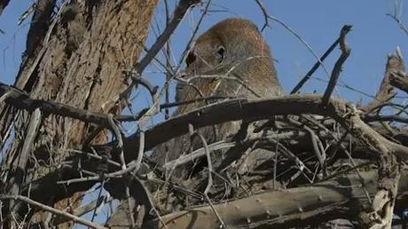 Bigfoot-Photod-In-Southern-California-480x270