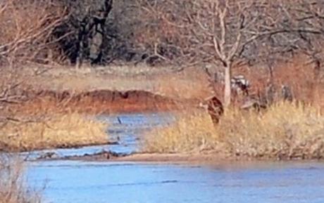 Bigfoot-Photographed-In-Hutchinson-Kansas