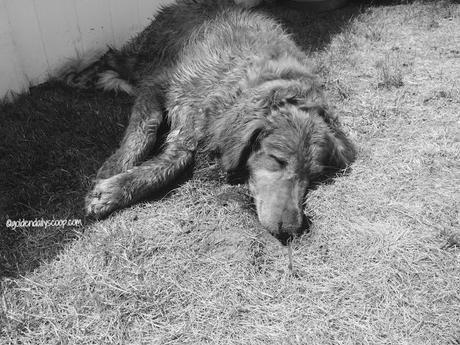golden retriever dog falls asleep in chipmunk hole #blackandwhitesunday