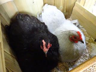 Keeping Cool, and Cuddling Together ... on a Hot Day