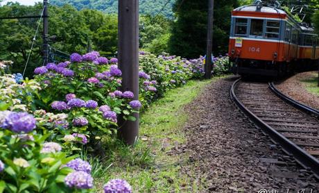 オールドレンズと巡る,紫陽花に染まる箱根登山鉄道 / Hakone Tozan Railway, with old lenses.