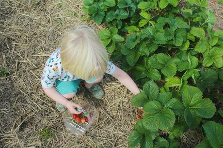Stranded At The Strawberry Fields