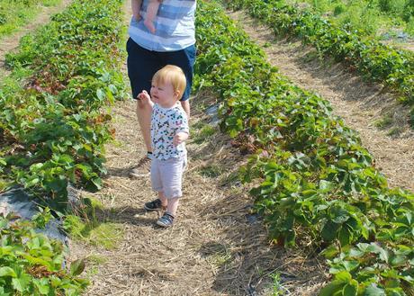 Stranded At The Strawberry Fields