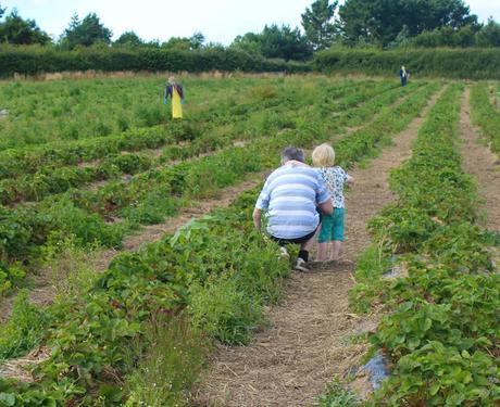 Stranded At The Strawberry Fields