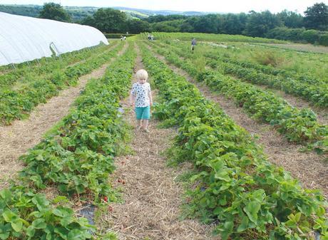 Stranded At The Strawberry Fields
