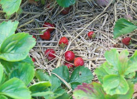Stranded At The Strawberry Fields