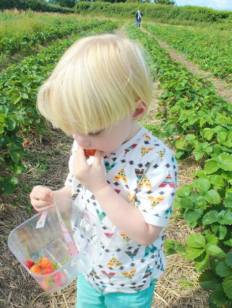 Stranded At The Strawberry Fields