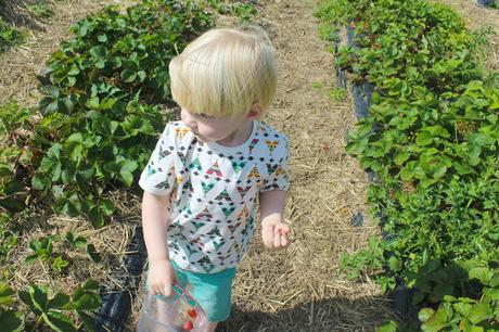 Stranded At The Strawberry Fields