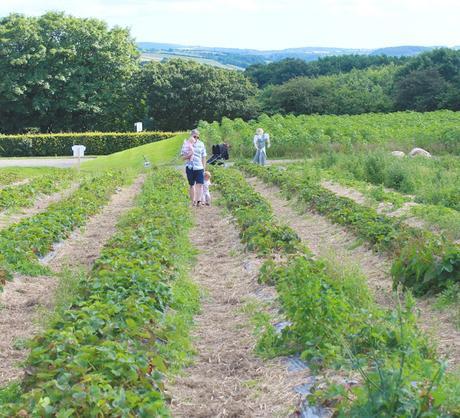 Stranded At The Strawberry Fields