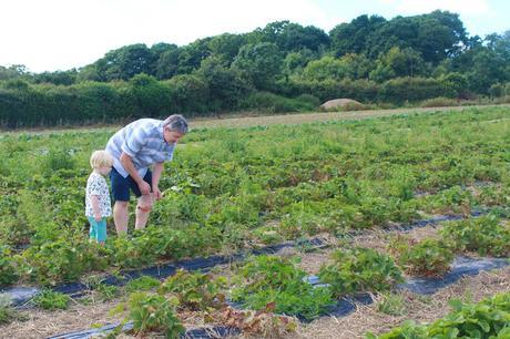 Stranded At The Strawberry Fields