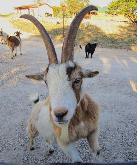 The friendly goat at Silver Spur Guest Ranch Bandera