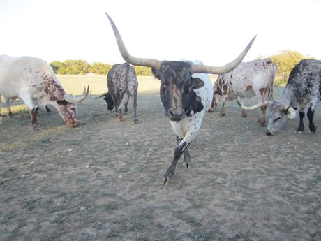 Longhorns at Silver spur dude ranch bandera texas