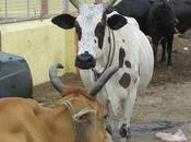 Elderly Woman Dies Triplicane After Chased Cattle