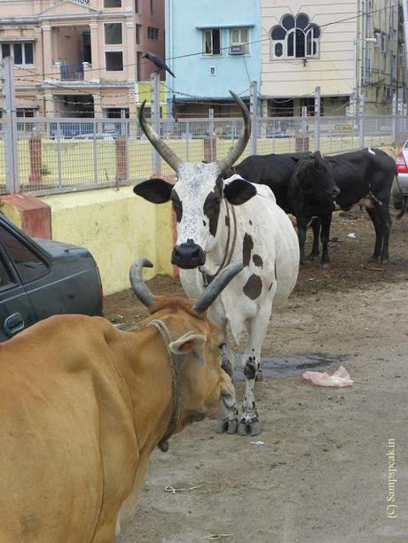 sad ! elderly woman dies in Triplicane after chased by cattle