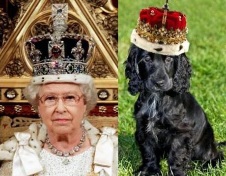 Top 10 Royal Dogs Who Look Like The Queen