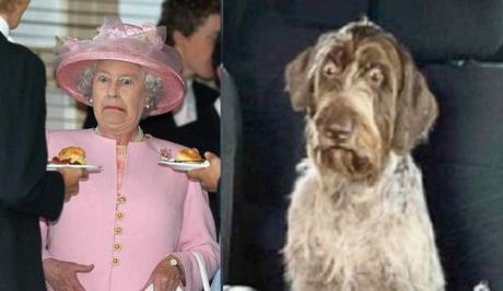 Dog and Queen With a Shocked Look