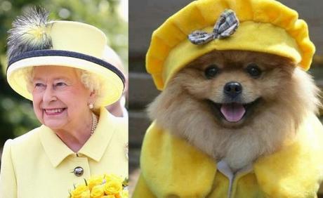 Dog and Queen Wearing Yellow