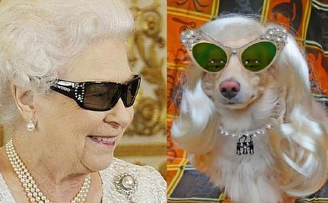 Dog and Queen Wearing Shades