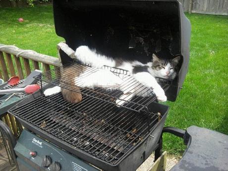 cat in barbecue
