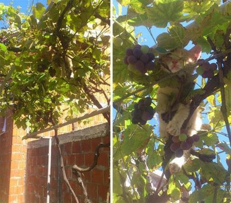 kitten in grape tree