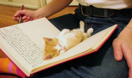 kitten in a book