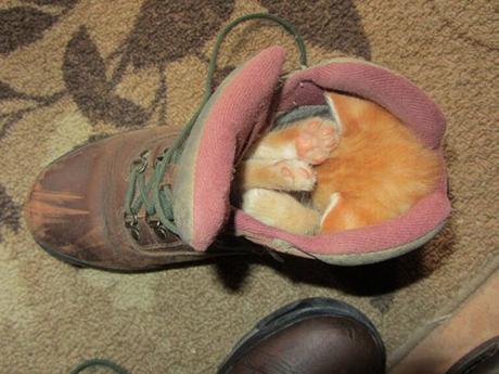 kitten in shoe