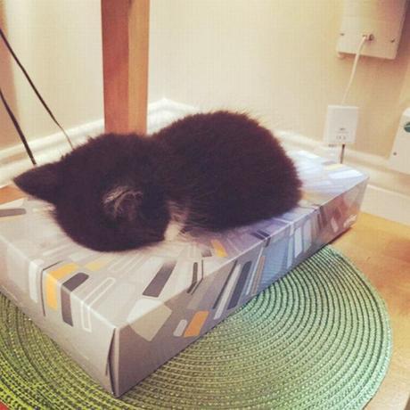 kitten in a tissue box