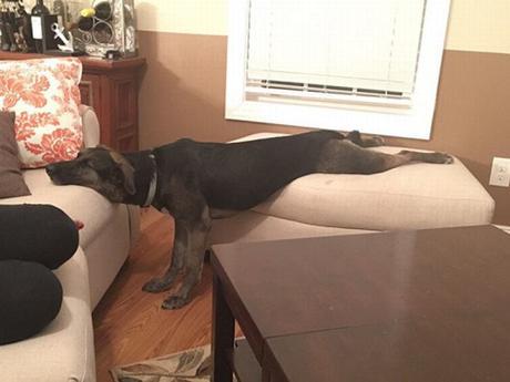 dog sleeps stretched out