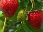 Strawberry Buttermilk Pancakes with Honey Vanilla Butter