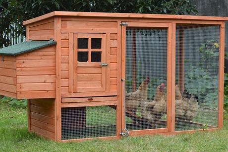 7 Mistakes When Keeping Chickens and Birds as Pets, What To Do and Not To Do To Raise Them Properly