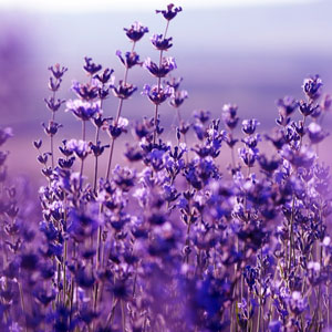 Lavender Flowers Fragrance Oil