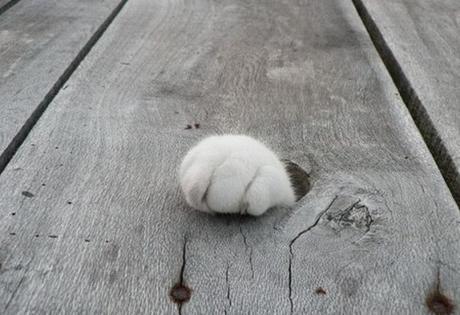 Funny Cat Paw