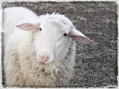 The Sheep: from The Scripture alphabet of animals
