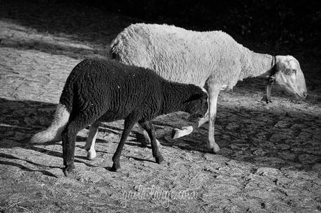 contrasting sheep in Peneda-Gerês National Park, Portugal