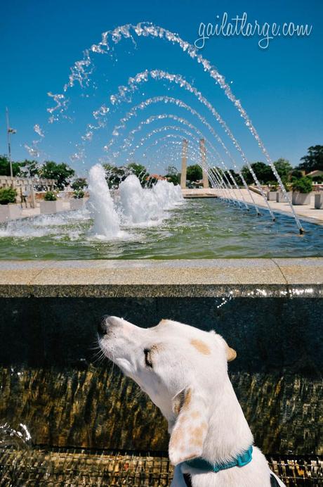 Ice the Dog in Miramar, Vila Nova de Gaia