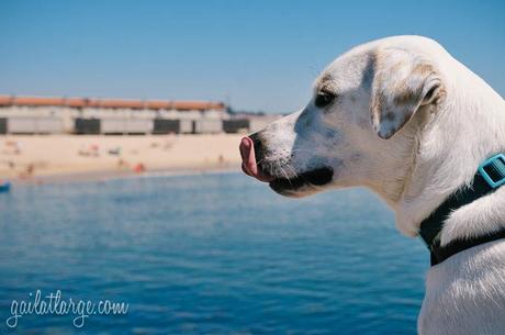 Ice the Dog in Espinho