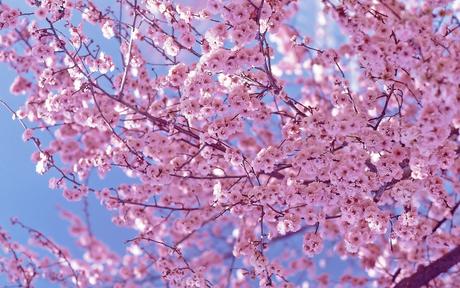 Cherry Blossoms – one of the most beautiful sights to behold.