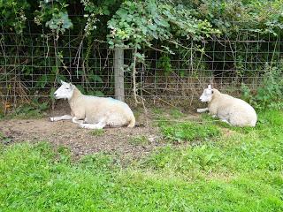 The Sheep Along the Fence