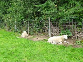 The Sheep Along the Fence