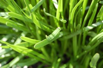 Allium senescens Leaf (02/07/2016, Kew Gardens, London)